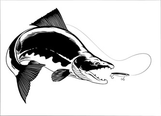 Canvas Print - Vintage Illustration of Sockeye Salmon Catching Fishing Lure