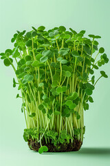 Wall Mural - Fresh Microgreen Sprouts on Vibrant Green Background for Healthy Eating