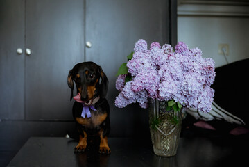 Wall Mural - dog and flowers
Adorable black dachshund 