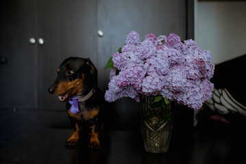 Wall Mural - dog and flowers
Adorable black dachshund 