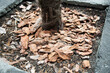 Tree bark mulch around a growing palm tree. Mulch provides protection from weeds and keeps roots cool in hot weather.
