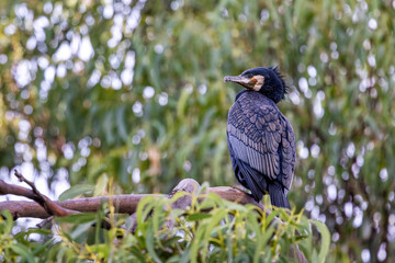 Wall Mural - Great cormorant, phalacrocorax carbo, also known as the black shag, perched on a eucalyptus tree, with summer foliage background. Great Ocean Road, Australia.