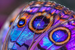 Vibrant Macro  of Colorful Butterfly Wings Detail