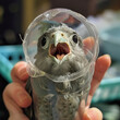 © Na-No Photos - A surprised-looking young bird contained in a clear plastic tube, held by a human hand, possibly during a rescue or research activity.