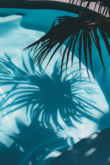 Wall Mural - The glare of the light on the pool and the shadow of the palm tree create a summery atmosphere