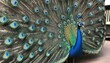 A Peacock With Its Feathers Trailing Behind It Lik Upscaled 6