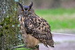 Great horned owl a large species of owl