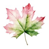 Fototapeta Natura - A watercolor painting of a maple leaf with pink and green tones