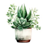 Fototapeta Natura - A white pot with a green plant in it