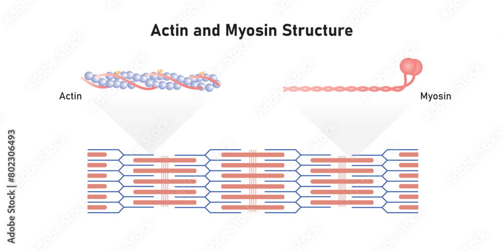 Actin And Myosin Filaments Diagram Scientific Design Vector 