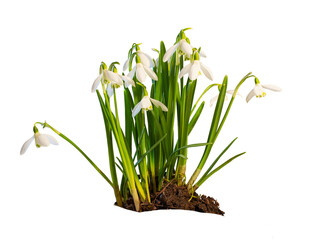 Wall Mural - decorative basket with a high handle with a large bouquet of snowdrops, isolated on a white background