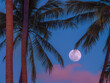 Tropical palm background with full moon