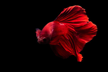 Wall Mural - Betta fish with its wonderful colors. Black background. Betta splendens.