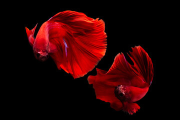 Wall Mural - Betta fish with its wonderful colors. Black background. Betta splendens.