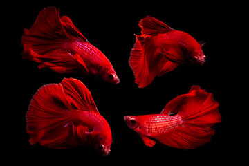 Wall Mural - Betta fish with its wonderful colors. Black background. Betta splendens.