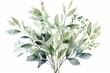 watercolor sage greenery bouquet, white background