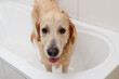 Unhappy Golden Retriever Dog In A White Bathtub Doesn'T Want To Bathe
