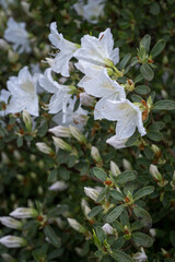 Wall Mural - White azalea flowers with water drops after rain.