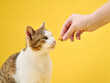 A discerning cat skeptically eyes a treat offered by a human hand. The feline mixed expressions contrast with the bright yellow background