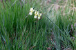 Narcissus triandrus. Daffodils among the grass in a forest clearing.
