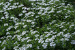White flowers of rockrose carpet plant.