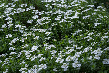 Poster - White flowers of rockrose carpet plant.