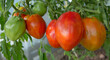 Closeup of big red tomatoes hanging on bush in garden
