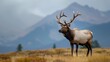 Colorado bull elk in rut in rocky mountain park
