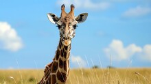 Giraffe In Masai Mara In Wildlife