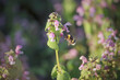 Small bee in flight among wild flowers