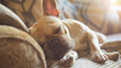Cheerful French Bulldog Napping on Sofa - Pet Relaxation