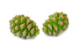 Two green young pine cones isolated on a white background. Young green pine cones isolated on white background.