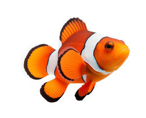 Wall Mural - A vibrant clownfish with striking orange and white stripes, isolated on a transparent background. Generative AI 