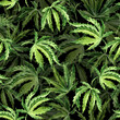 Cannabis leaves. Hand drawn watercolor seamless  pattern