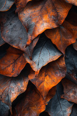Poster - Tobacco rustica leaves depicted in a cubist style, their fragmented forms creating a dynamic visual puzzle,