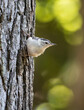 nuthatch with bokeh backlight