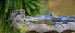 two baby bluebirds on birdbath