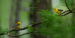 two prothonotary warblers in forest on a branch