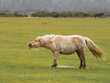 Funny photo of Shetland Ponies in The New Forest.