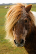 Portrait of Shetland Ponies in The New Forest