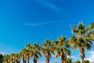 Poster - Palm trees in a row against the blue sky. Row of palm trees.