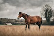 A very beautiful brown horse in the field