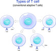 Types of T cell