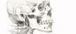 The detailed anatomy of a human skull on a white background in the minimalist style of pencil drawing