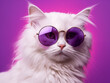Portrait of a white fluffy cat wearing round sunglasses. Luxurious domestic kitty in glasses poses on pink background wall.