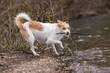 Hund holt Stöckchen aus dem Wasser