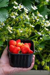 Wall Mural - Dutch glass greenhouse, cultivation of strawberries, rows with growing strawberries plants, hand with box, new harvest of ripe red sweet strawberries