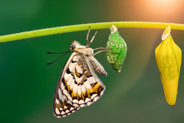 Wall Mural - Amazing moment ,Large tropical butterfly hatch from the pupa and emerging with clipping path.  Concept transformation of Butterfly