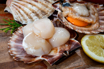 Atlantic bay scallops coquille St. James sea shells, catch of the day in Normandy or Brittany, France is shells and cleaned