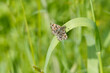 Mallow skipper (Carcharodus alceae) butterfly perched on grass blade in Zurich, Switzerland